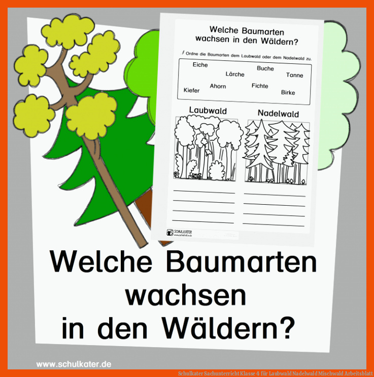 Schulkater | Sachunterricht Klasse 4 für laubwald nadelwald mischwald arbeitsblatt
