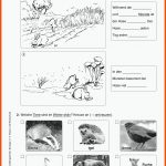 Schwerpunkte Fuer Arbeitsblätter Biologie Vögel Kostenlos
