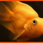 Schwimmblase LÃ¤sst Fische Im Wasser Schweben Fuer Arbeitsblatt Aufbau Fisch Klasse 5
