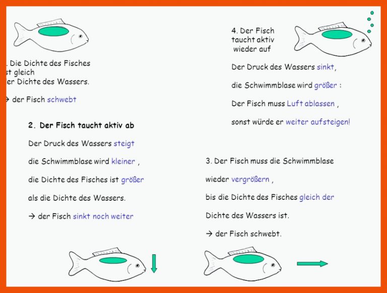 Schwimmen und Schweben Dichte und Schwimmblase - ppt video online ... für schwimmblase fisch arbeitsblatt