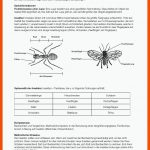 Sekundarstufe Unterrichtsmaterial Biologie Experimente Und ... Fuer Arbeitsblätter Biologie Insekten