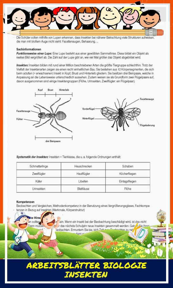 Arbeitsblätter Biologie Insekten