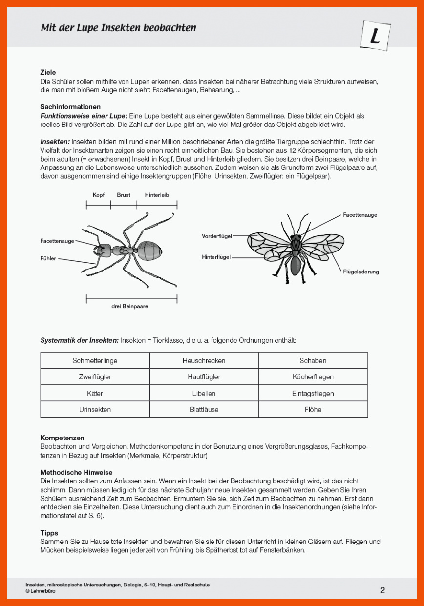 biologie-arbeitsbl-tter-hsaeuless