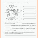 Sekundarstufe Unterrichtsmaterial Biologie Fuer Arbeitsblätter Biologie Blütenpflanzen Klett Lösungen