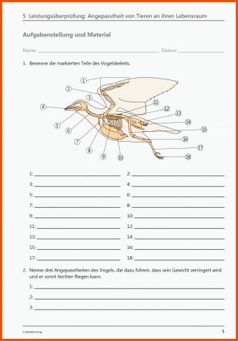 Bau Des Vogelkörpers Arbeitsblatt Lösungen