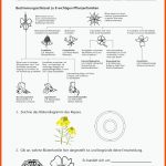 Sekundarstufe Unterrichtsmaterial Biologie Fuer Blütendiagramm Arbeitsblatt