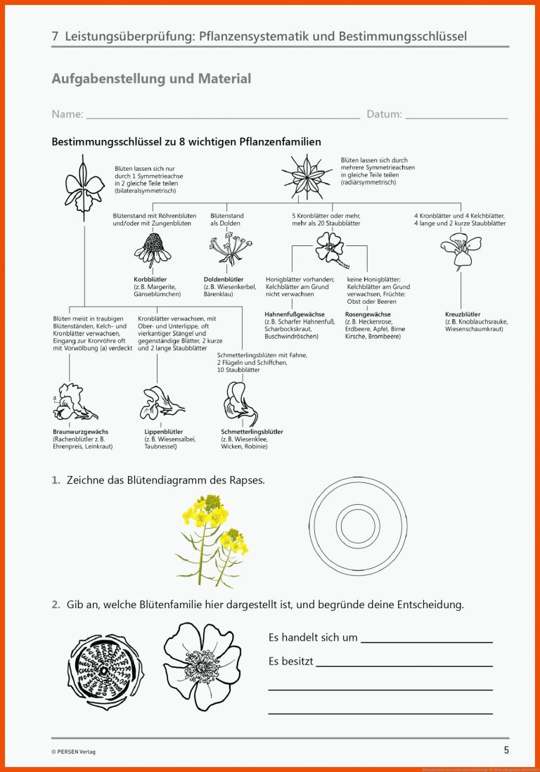 Sekundarstufe Unterrichtsmaterial Biologie für blütendiagramm arbeitsblatt