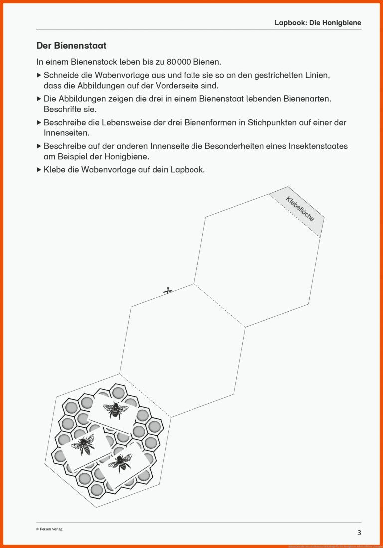 Sekundarstufe Unterrichtsmaterial Biologie für die honigbiene arbeitsblätter lösungen