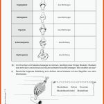 Sekundarstufe Unterrichtsmaterial Biologie Fuer Gelenke 5 Klasse Arbeitsblätter