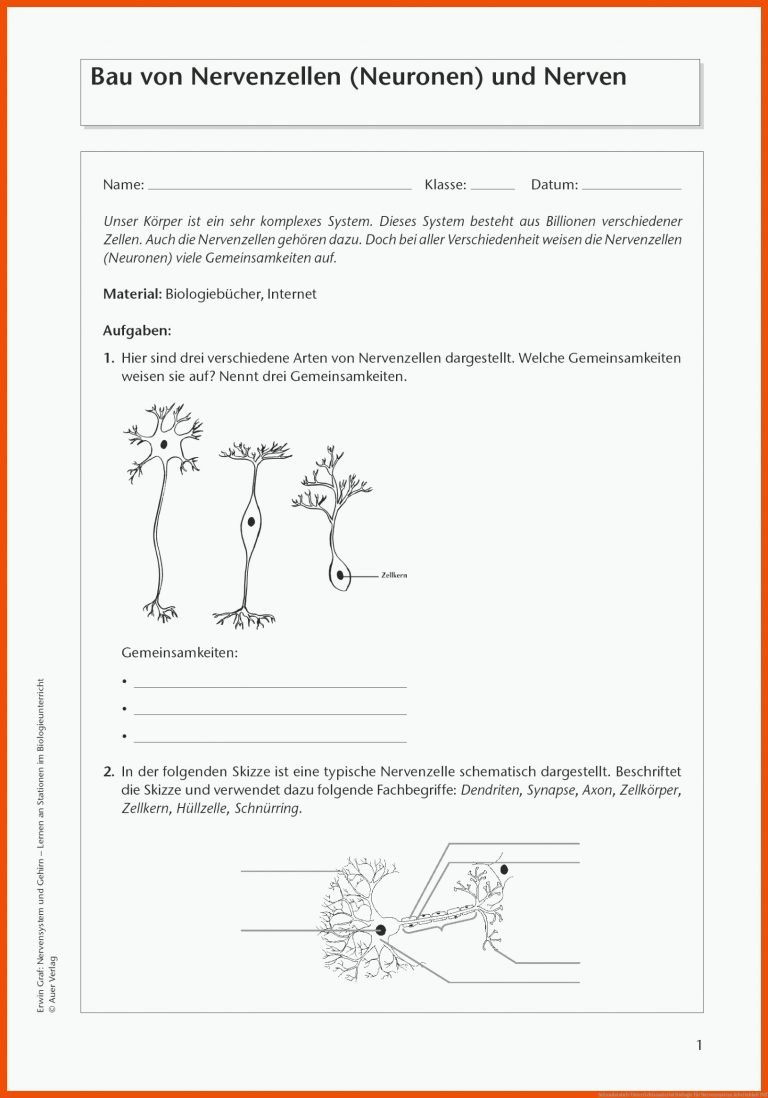 Sekundarstufe Unterrichtsmaterial Biologie Fuer Nervensystem Arbeitsblatt Pdf