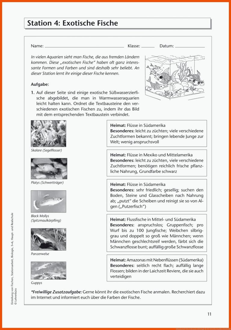 Sekundarstufe Unterrichtsmaterial Biologie Fuer Wie Entstehen Fossilien Arbeitsblatt