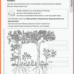 Sekundarstufe Unterrichtsmaterial Biologie Inklusion Fuer Biologie Klasse 6 Arbeitsblätter