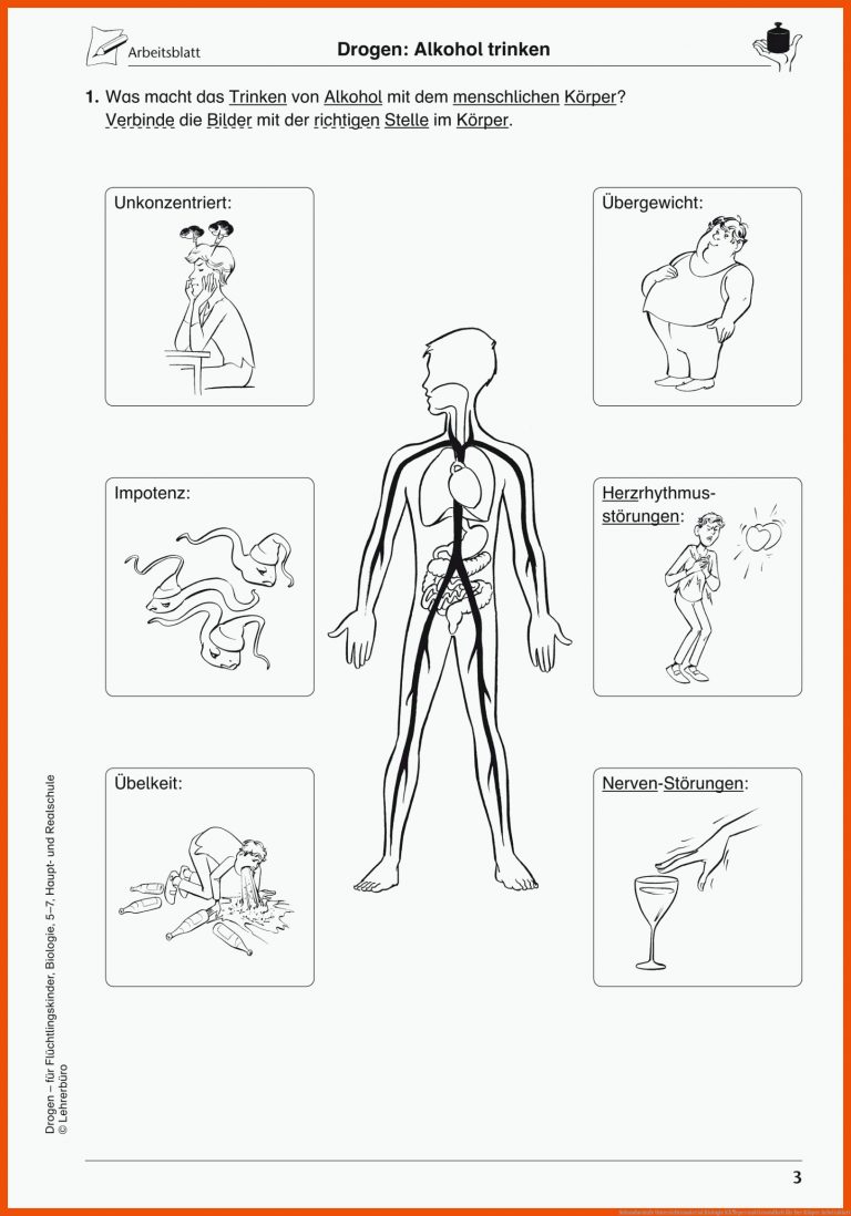 Sekundarstufe Unterrichtsmaterial Biologie KÃ¶rper und Gesundheit für der körper arbeitsblatt