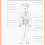Sekundarstufe Unterrichtsmaterial Biologie KÃ¶rper Und Gesundheit ... Fuer Der Körper Arbeitsblatt