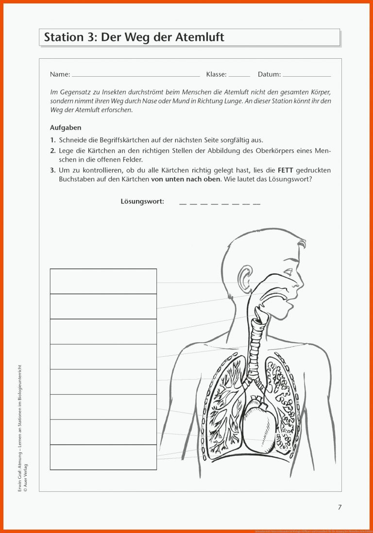 Sekundarstufe Unterrichtsmaterial Biologie KÃ¶rper und Gesundheit für die atmung des menschen arbeitsblatt