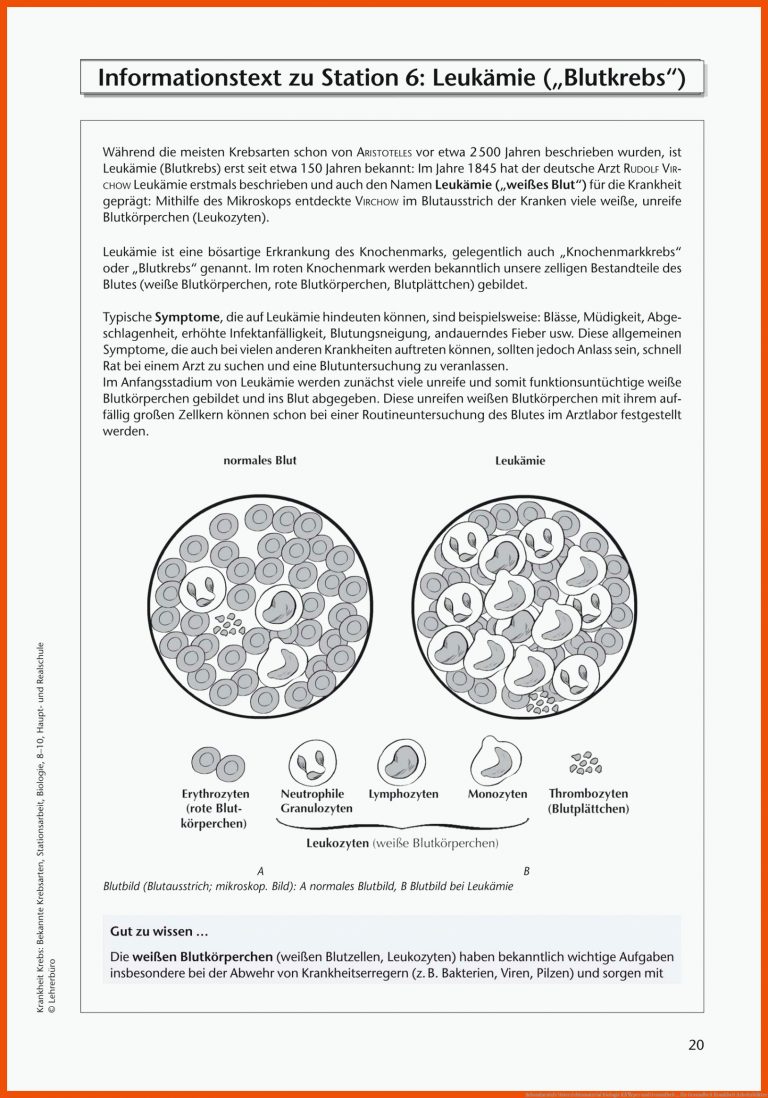 Sekundarstufe Unterrichtsmaterial Biologie KÃ¶rper und Gesundheit ... für gesundheit krankheit arbeitsblätter