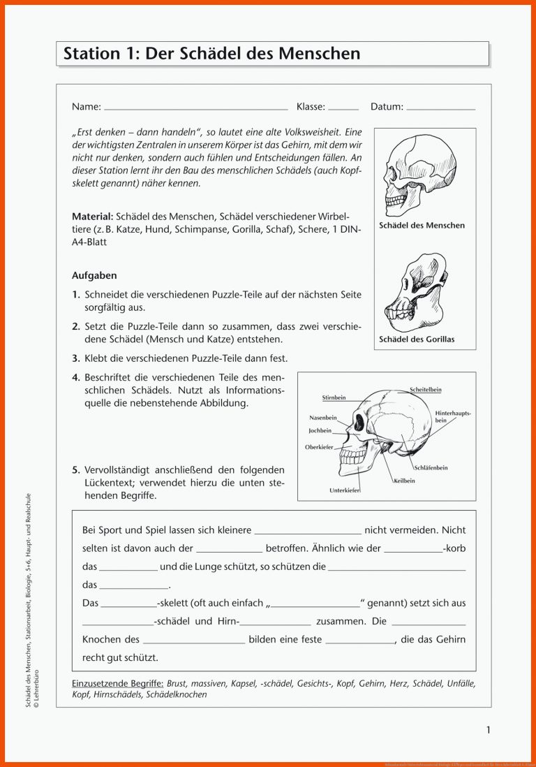 Sekundarstufe Unterrichtsmaterial Biologie KÃ¶rper und Gesundheit für herz arbeitsblatt 6. klasse