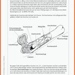 Sekundarstufe Unterrichtsmaterial Biologie KÃ¶rper Und Gesundheit Fuer Muskulatur Und Bewegung Arbeitsblatt Mit Lösungen