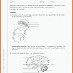 Sekundarstufe Unterrichtsmaterial Biologie KÃ¶rper Und Gesundheit ... Fuer Nervensystem Arbeitsblatt Pdf