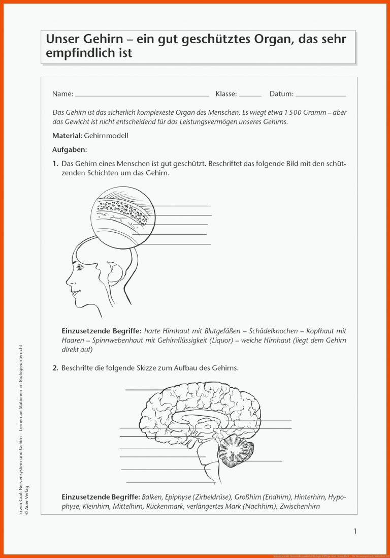 Sekundarstufe Unterrichtsmaterial Biologie KÃ¶rper und Gesundheit ... für nervensystem arbeitsblatt pdf