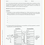 Sekundarstufe Unterrichtsmaterial Biologie KÃ¶rper Und Gesundheit Fuer Nervensystem Des Menschen Arbeitsblatt Lösung