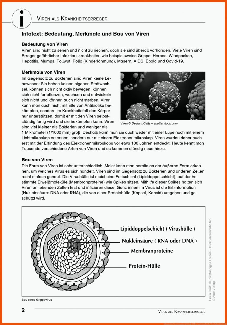 Sekundarstufe Unterrichtsmaterial Biologie KÃ¶rper und Gesundheit für viren aufbau arbeitsblatt
