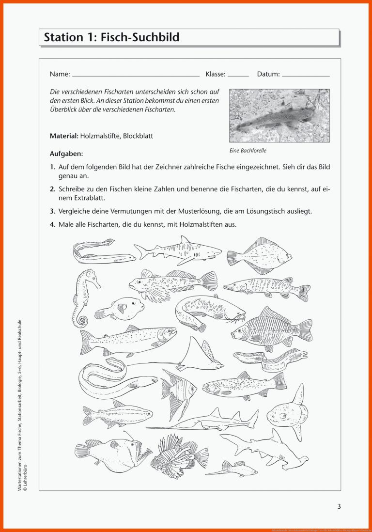 Sekundarstufe Unterrichtsmaterial Biologie Tiere Fuer Arbeitsblätter Biologie Klasse 5 Kostenlos