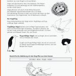 Sekundarstufe Unterrichtsmaterial Biologie Tiere Fuer atmung Vögel Arbeitsblatt