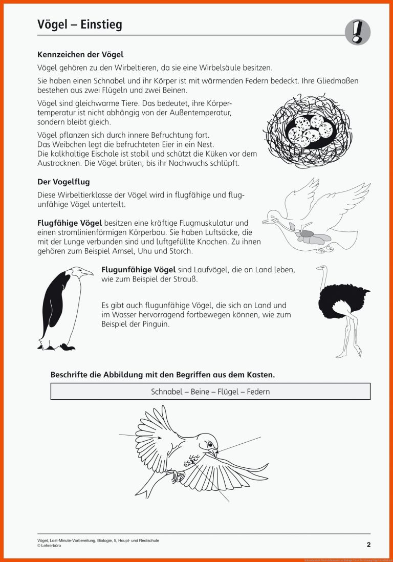 Sekundarstufe Unterrichtsmaterial Biologie Tiere für atmung vögel arbeitsblatt