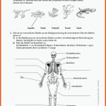 Sekundarstufe Unterrichtsmaterial Biologie Tiere Fuer Beschriftung Aufbau Der Wirbelsäule Arbeitsblatt