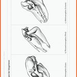 Sekundarstufe Unterrichtsmaterial Biologie Tiere Fuer Gebiss Rind Arbeitsblatt