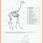 Sekundarstufe Unterrichtsmaterial Biologie Tiere Fuer Skelett Wirbeltiere Arbeitsblatt