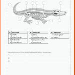 Sekundarstufe Unterrichtsmaterial Biologie Tiere Fuer Skelett Wirbeltiere Arbeitsblatt