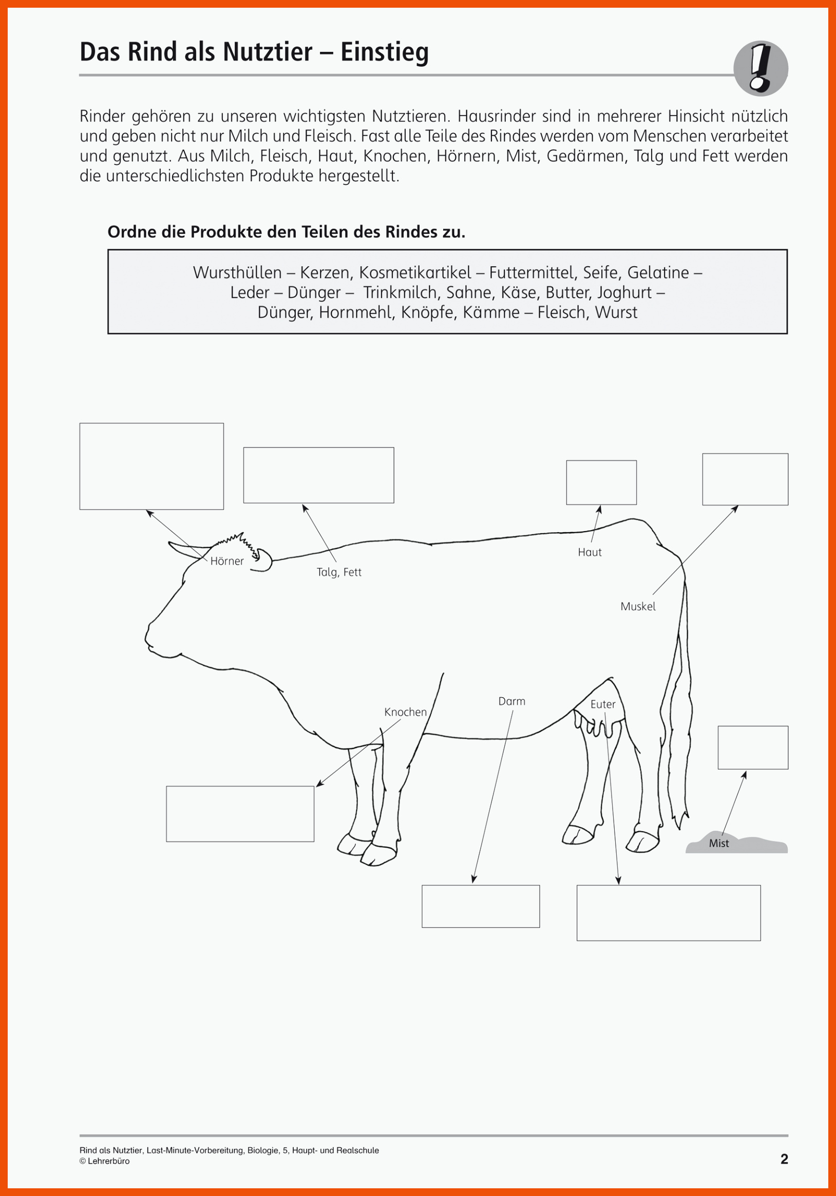 Biologie Klasse Gymnasium Rind Wiederk Uer Arbeitsblatt Biologie