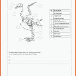 Sekundarstufe Unterrichtsmaterial Biologie Tiere VÃ¶gel, Freiarbeit ... Fuer Arbeitsblätter Biologie Vögel Klett Lösungen