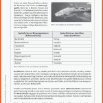 Sekundarstufe Unterrichtsmaterial Fuer Arbeitsblatt Biologie Klasse 5 Fische Kostenlos