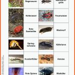 Sekundarstufe Unterrichtsmaterial Naturwissenschaften Fuer Arbeitsblatt Insekten Klasse 6