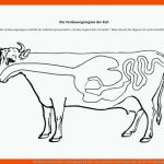 Selbstlernmaterial Verdauung Kuh Mit ton, Animiert Und Passende Ab Fuer Verdauungsorgane Arbeitsblatt