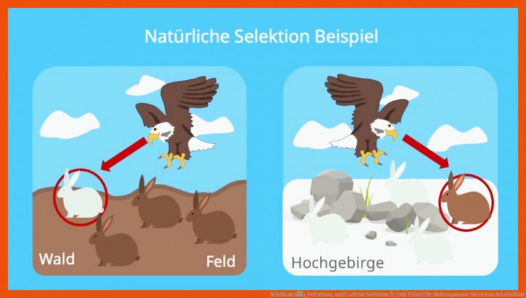 Selektion â¢ Definition, NatÃ¼rliche Selektion Â· [mit Video] Fuer Birkenspanner Selektion Arbeitsblatt