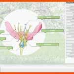 Series: BiosphÃ¤re â Title: BlÃ¼tenpflanzen â Von Der BlÃ¼te Zur ... Fuer Von Der Blüte Zur Frucht Arbeitsblatt