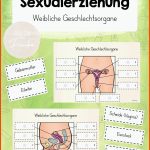 Sexualerziehung Materialpaket Weibliche Geschlechtsorgane â Artofit Fuer Menstruationszyklus Der Weibliche Zyklus Arbeitsblatt Lösungen