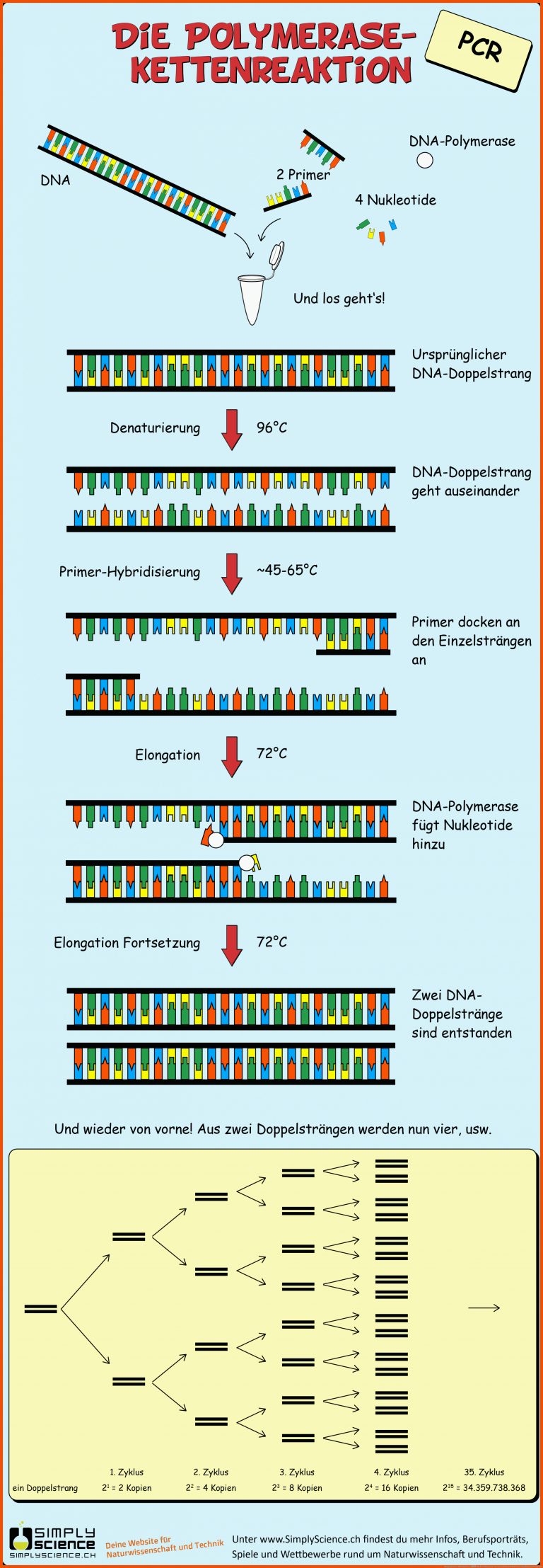 SimplyScience: DNA kopieren â Mit der Polymerase-Kettenreaktion (PCR) für dna replikation arbeitsblatt