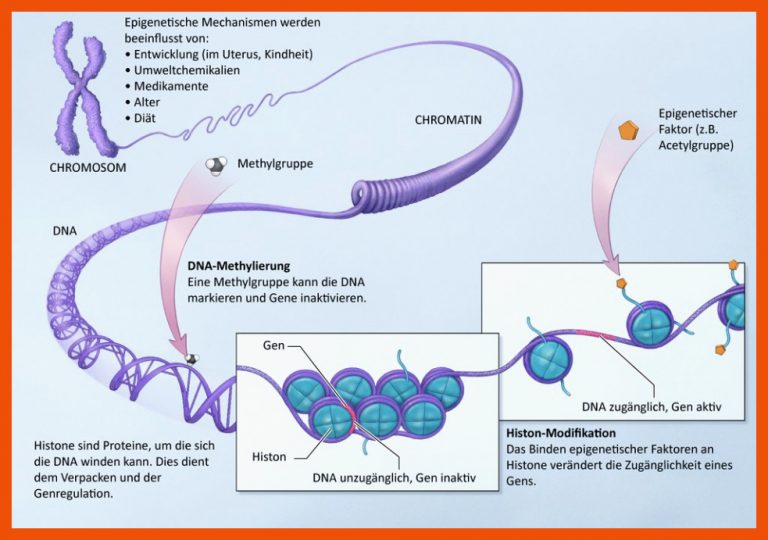 SimplyScience: Epigenetik â Es steht doch nicht alles in den Genen für verpackung der dna arbeitsblatt