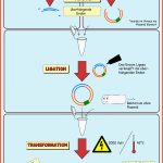 Simplyscience: so Funktioniert Eine Klonierung Fuer Bausteine Der Dna Arbeitsblatt