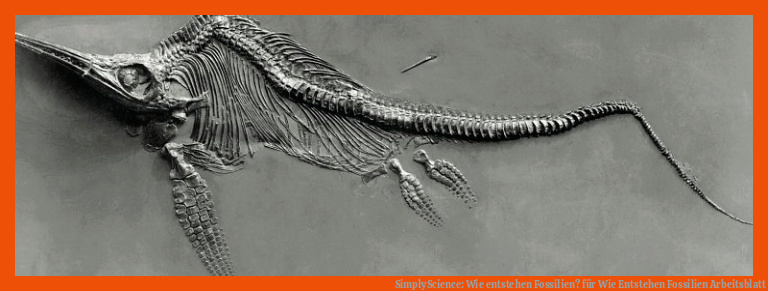 SimplyScience: Wie entstehen Fossilien? für wie entstehen fossilien arbeitsblatt