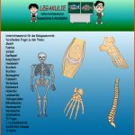 Skelett ArbeitsblÃ¤tter Ãbungen Lernzielkontrolle Pdf Fuer Skelett Arbeitsblatt Kostenlos