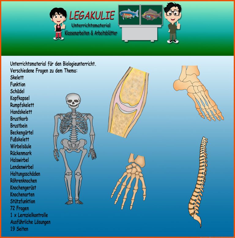 Skelett ArbeitsblÃ¤tter Ãbungen Lernzielkontrolle PDF für skelett arbeitsblatt kostenlos