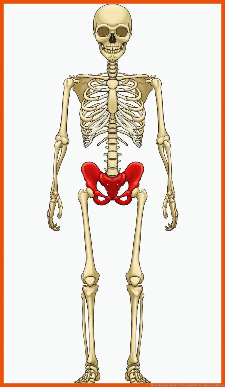 Skelett | Biologie | SchuBu für das skelett des menschen arbeitsblatt