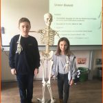 Skelett Bk - Leifheit Campus Fuer Aufgaben Des Skeletts Arbeitsblatt