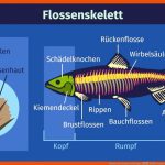 Skelett Der Fische In Biologie â ErklÃ¤rung & Ãbungen Fuer Fisch Aufbau Innere organe Arbeitsblatt